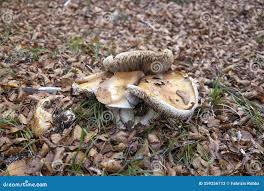 Attēlu rezultāti vaicājumam “Cortinarius praestans”