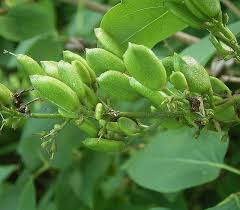 Attēlu rezultāti vaicājumam “Syringa vulgaris fruit”