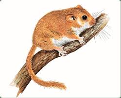 Attēlu rezultāti vaicājumam “Muscardinus avellanarius”