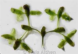 Attēlu rezultāti vaicājumam “Lemna trisulca”