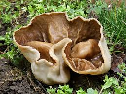 Attēlu rezultāti vaicājumam “Disciotis venosa”