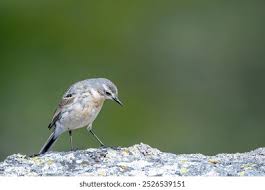 Image result for Anthus spinoletta