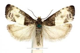 Attēlu rezultāti vaicājumam “Notocelia cynosbatella”