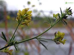Attēlu rezultāti vaicājumam “Medicago sativa subsp. falcata”