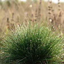 Attēlu rezultāti vaicājumam “Festuca ovina fruit”