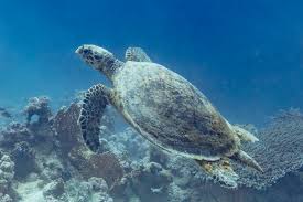 Image result for Eretmochelys imbricata