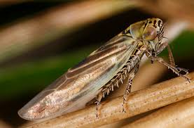 Attēlu rezultāti vaicājumam “Macrosteles nymph”