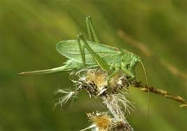 Attēlu rezultāti vaicājumam “Tettigonia cantans”