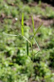Attēlu rezultāti vaicājumam “Vicia angustifolia leaf”