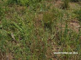 Attēlu rezultāti vaicājumam “Phleum phleoides fruit”