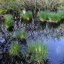 Attēlu rezultāti vaicājumam “Carex vesicaria”