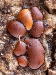 Attēlu rezultāti vaicājumam “Perichaena corticalis”