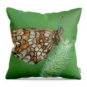 Attēlu rezultāti vaicājumam “Mellicta athalia underside”