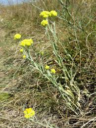 Attēlu rezultāti vaicājumam “Helichrysum arenarium bud”