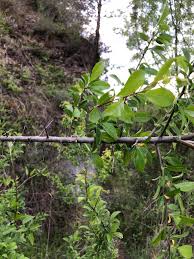 Attēlu rezultāti vaicājumam “Prunus domestica subsp. insitita”