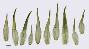 Attēlu rezultāti vaicājumam “Leucobryum juniperoideum”