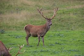 Attēlu rezultāti vaicājumam “Cervus elaphus”