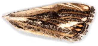 Attēlu rezultāti vaicājumam “Catoptria verellus”