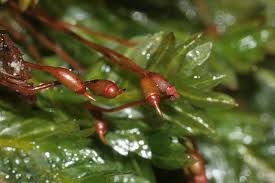 Attēlu rezultāti vaicājumam “Fissidens bryoides sporophyte”