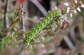 Attēlu rezultāti vaicājumam “Anarta myrtilli larva”