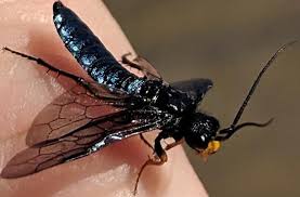 Attēlu rezultāti vaicājumam “Acantholyda erythrocephala”