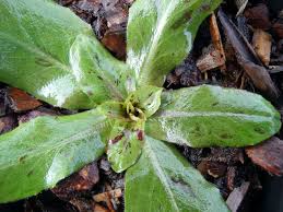 Attēlu rezultāti vaicājumam “Hypochaeris maculata leaf”