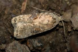 Attēlu rezultāti vaicājumam “Agonopterix alstromeriana”
