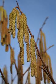 Attēlu rezultāti vaicājumam “Corylus avellana”