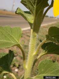Attēlu rezultāti vaicājumam “Helianthus annuus fruit”
