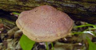 Attēlu rezultāti vaicājumam “Hapalopilus nidulans”