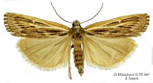 Attēlu rezultāti vaicājumam “Pediasia fascelinella”