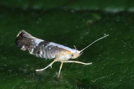 Attēlu rezultāti vaicājumam “Argyresthia spinosella”