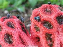 Attēlu rezultāti vaicājumam “Clathrus ruber”