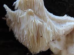 Attēlu rezultāti vaicājumam “Phleogena faginea young”