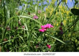 Attēlu rezultāti vaicājumam “Lathyrus tuberosus flower”