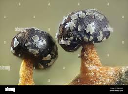 Attēlu rezultāti vaicājumam “Diderma tigrinum spores”