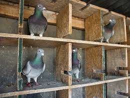 Image result for Meridian Racing Pigeon Lofts