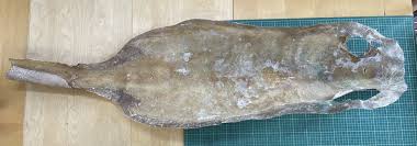 Image result for Megatrygon microps