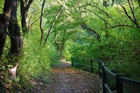 Image result for лес,