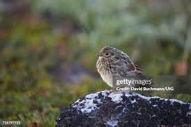 Image result for Calcarius lapponicus