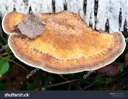 Attēlu rezultāti vaicājumam “Ganoderma applanatum”