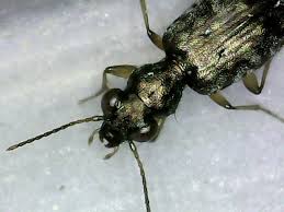 Attēlu rezultāti vaicājumam “Asaphidion pallipes”