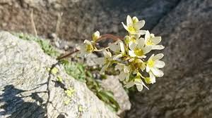 Image result for Steinbrech