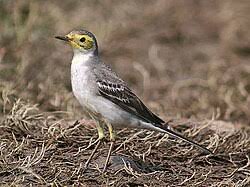 Attēlu rezultāti vaicājumam “Motacilla citreola male”