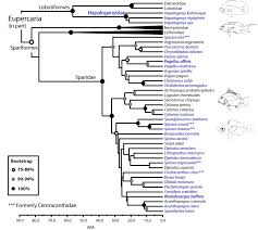 Image result for Pachymetopon grande