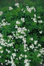 Image result for Galium odoratum
