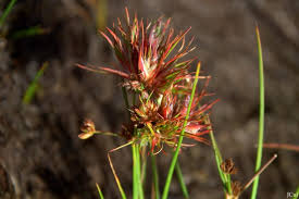 Attēlu rezultāti vaicājumam “Juncus bulbosus”