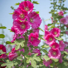 Attēlu rezultāti vaicājumam “Alcea rosea flower”