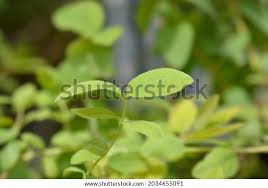 Attēlu rezultāti vaicājumam “Lonicera caerulea var. pallasii leaf”