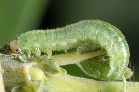 Attēlu rezultāti vaicājumam “Arge ustulata”